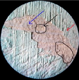 IIIF Image