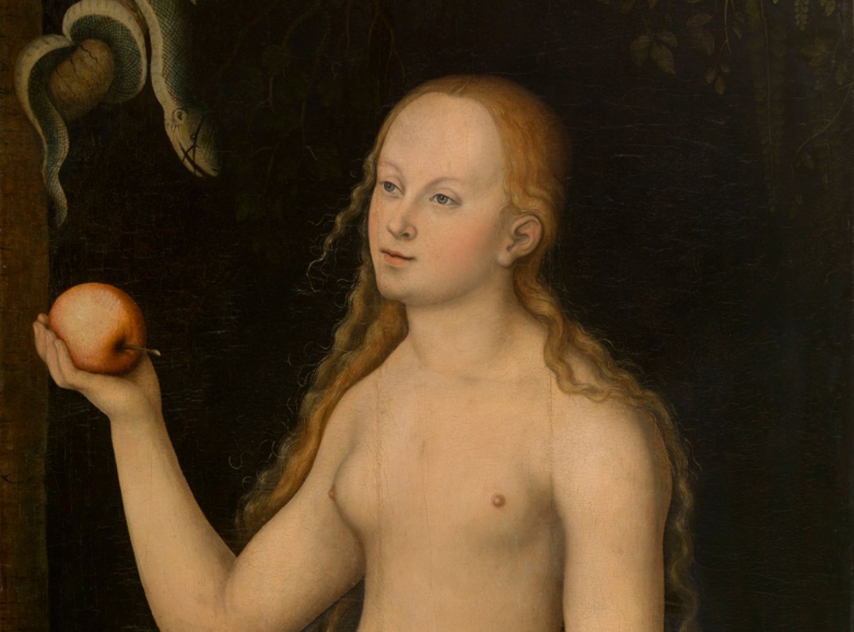 Evan Lucas Cranach I, KMSKA